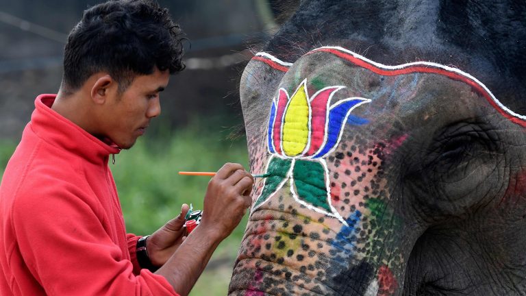 Activities with Elephants