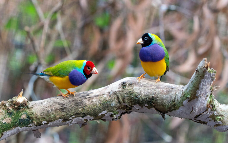 Bird Watching