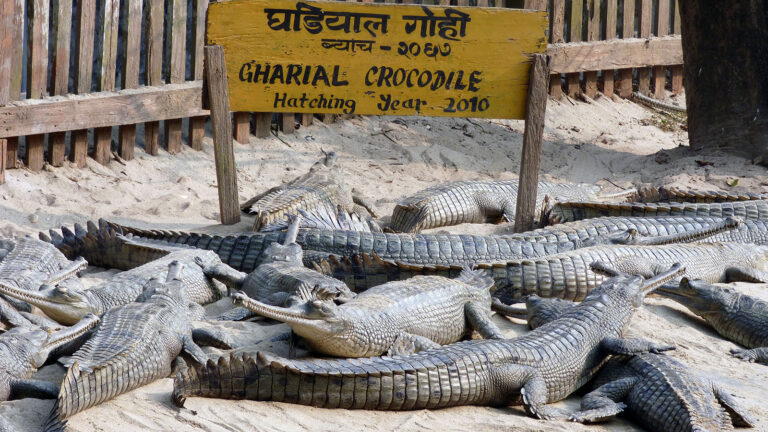 Crocodile Hatching Farm