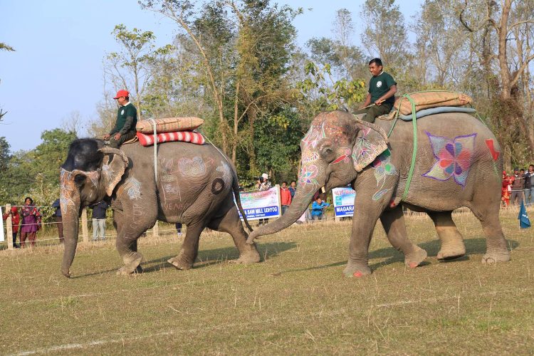 Elephant Games and Shows