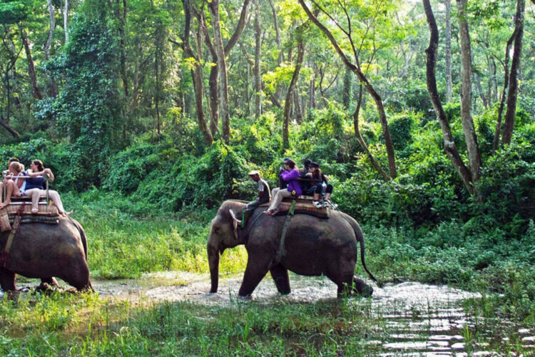 Elephant Ride / Safari