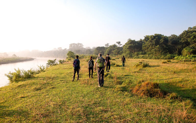 Jungle / Nature Walk