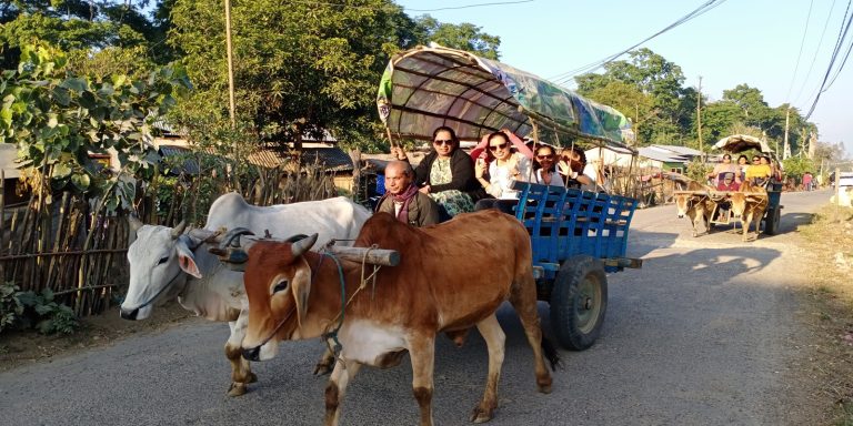 Ox Cart Riding