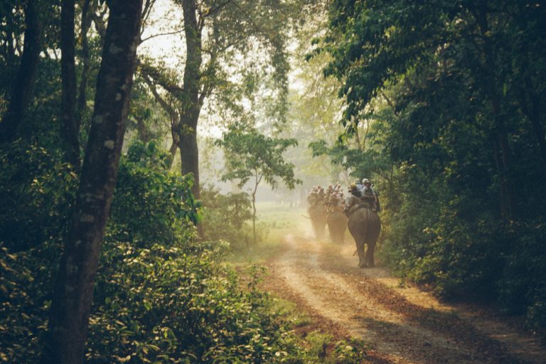 चितवन निकुञ्जमा पर्यटक आगमन बढ्यो   